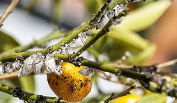 How to control insects and pests from Fruits trees?