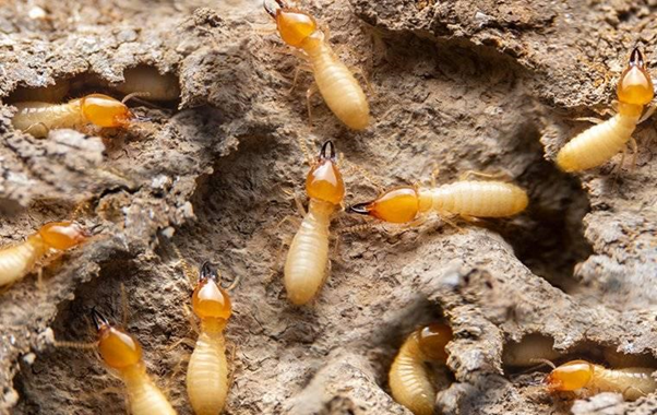 Top effective tips to identify and control Termites
